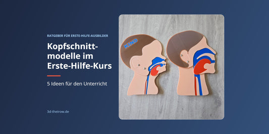 Kopfschnittmodelle im Erste-Hilfe-Kurs – 5 Ideen für den Unterricht