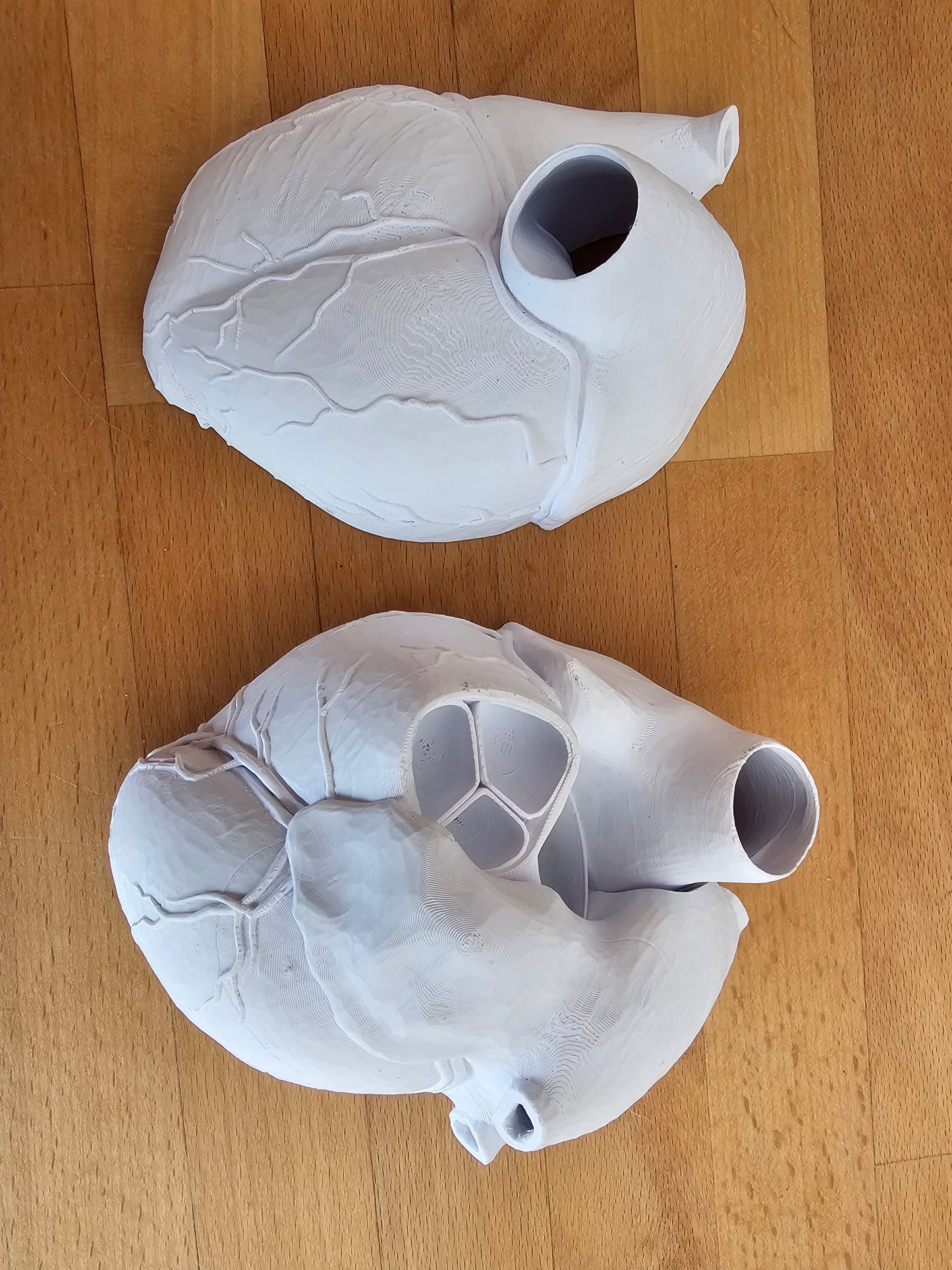 Anatomisches Herz