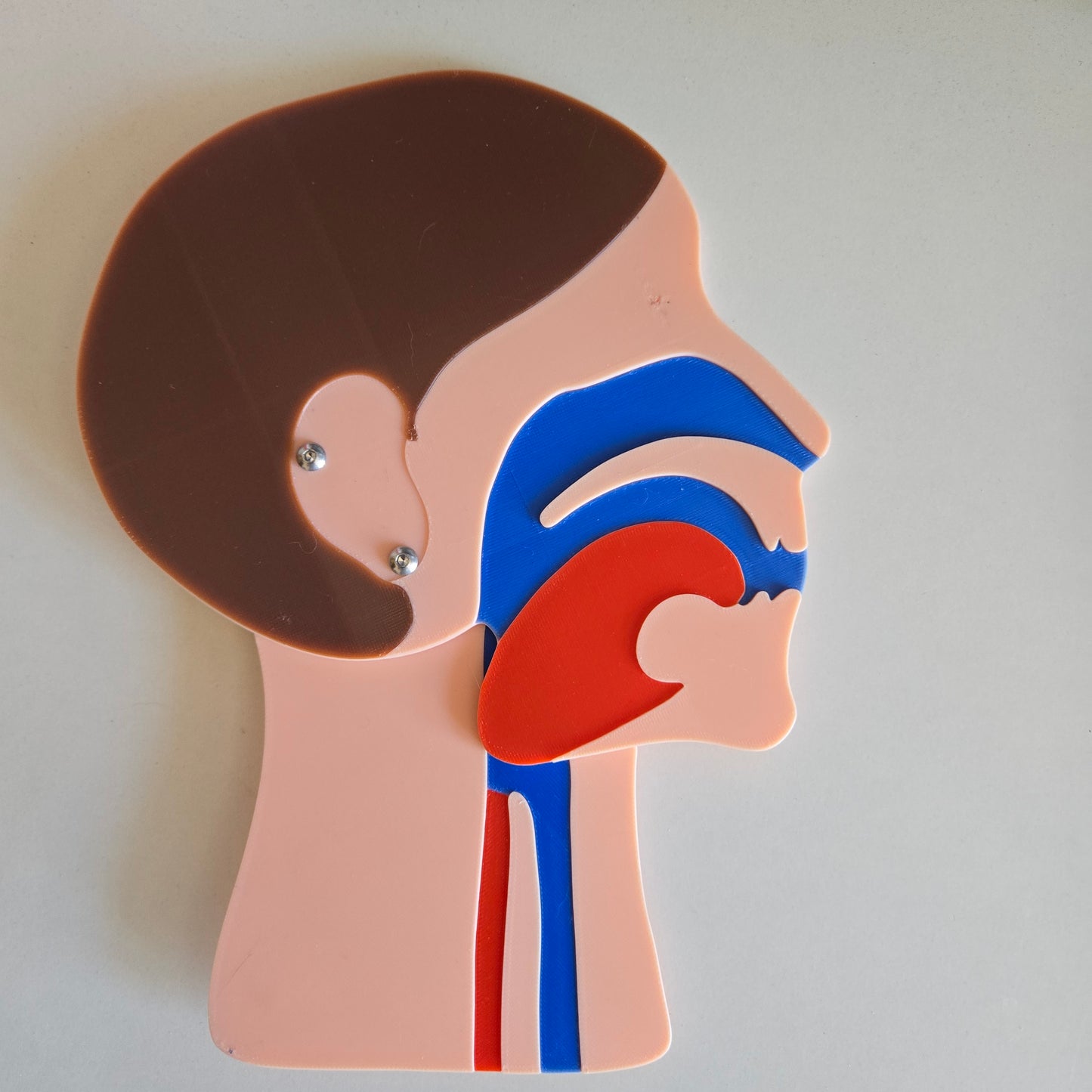 Head Section Model Adult Bundle