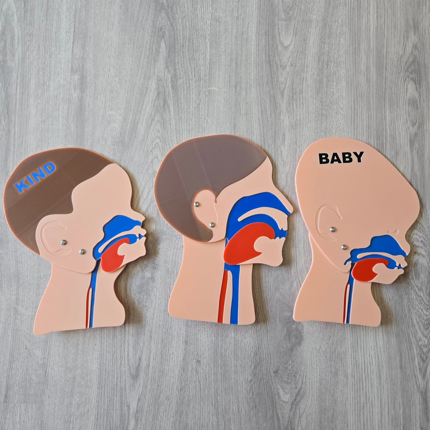 Head Cross-Section Model Adult, Child, Baby Bundle