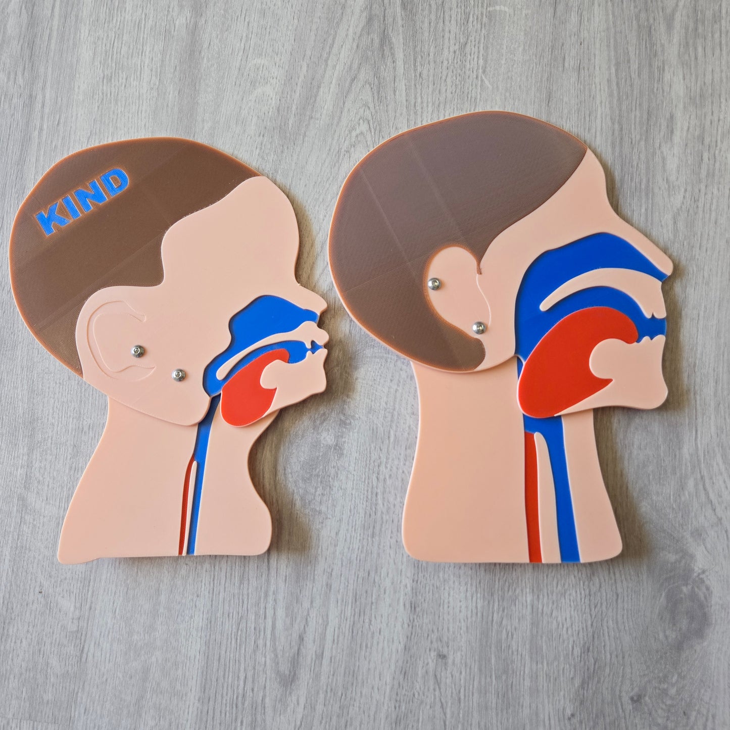 Head Cut Model Adult Child Bundle