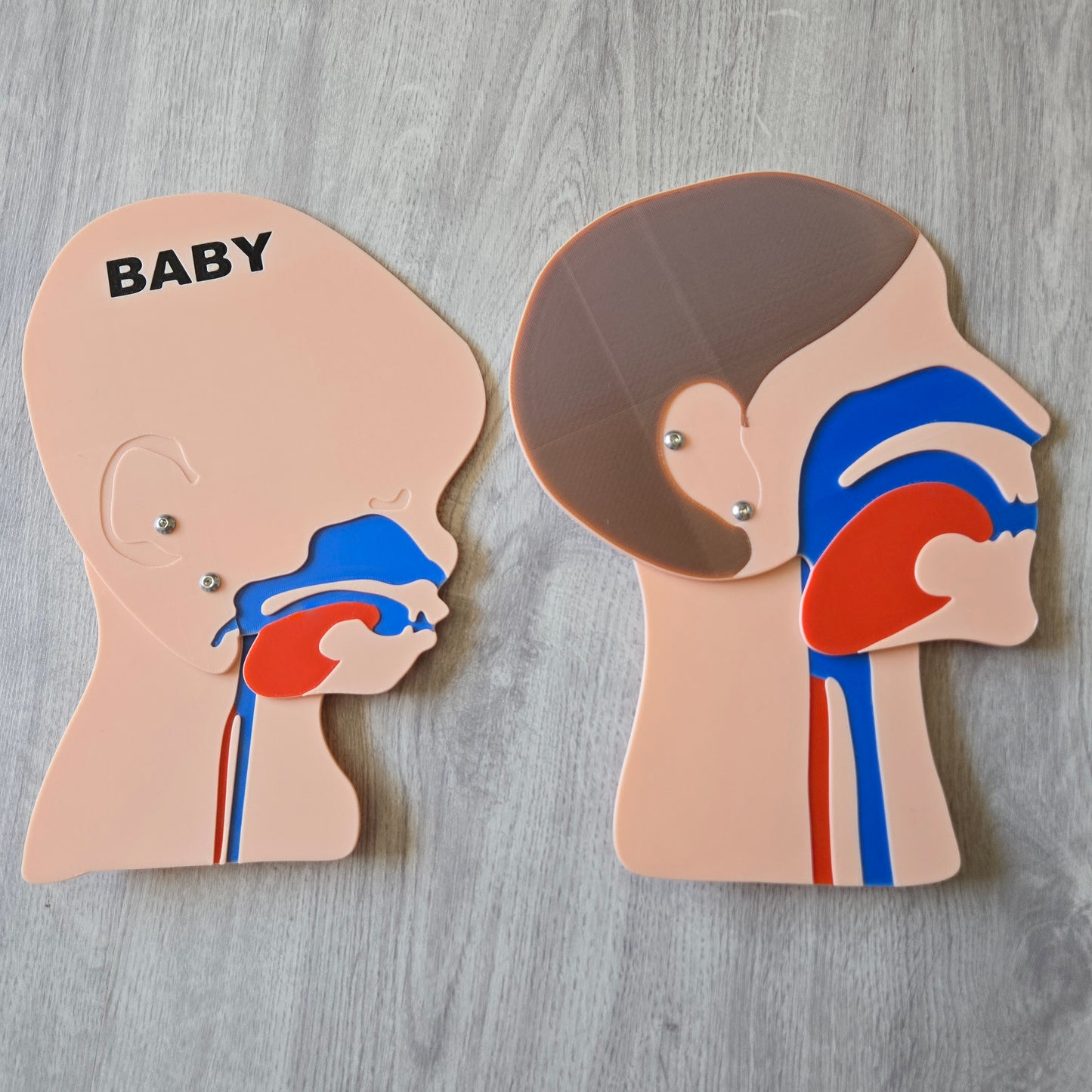 Adult Baby Head Cutting Model Bundle