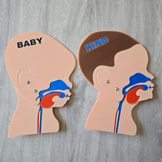 Kopfschnittmodell Kind Baby Bundle