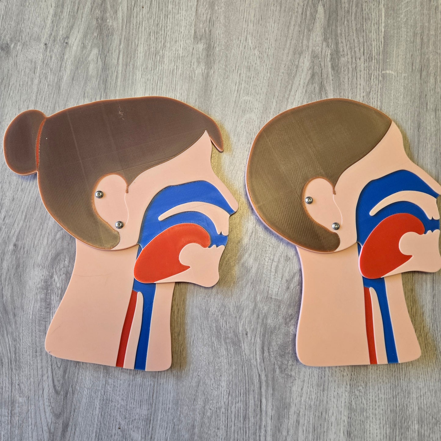 Head Section Model Adult Bundle