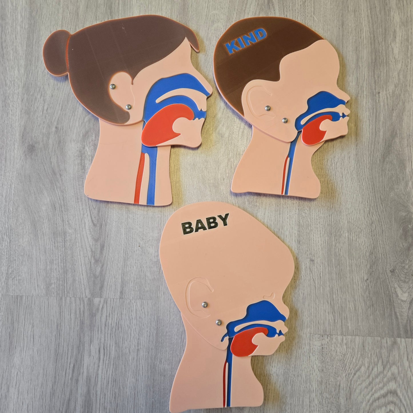 Head Section Model Adult Female, Child, Baby Bundle