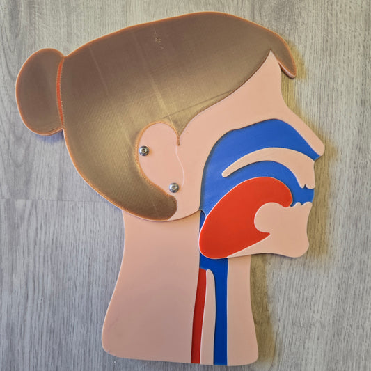 Kopfschnittmodell Erwachsen Bundle