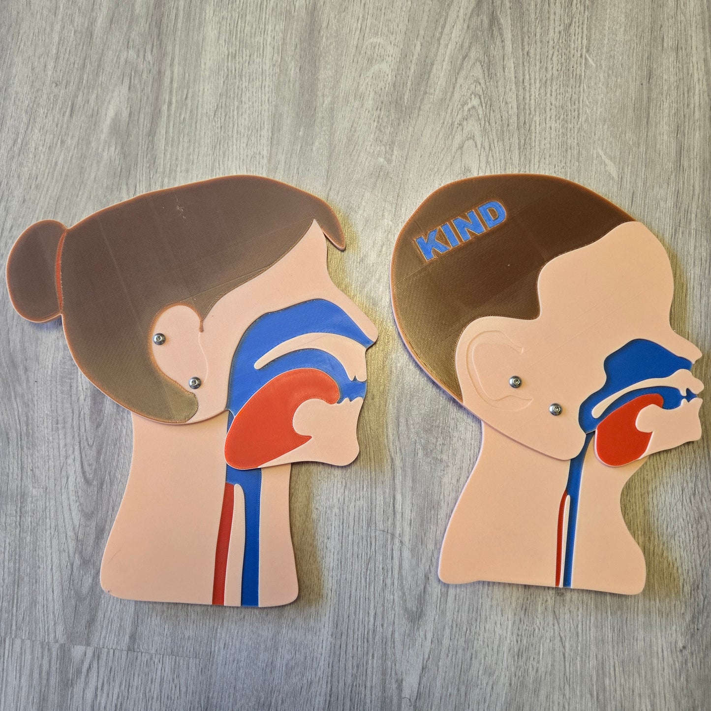 Head Section Model Adult Female Child Bundle