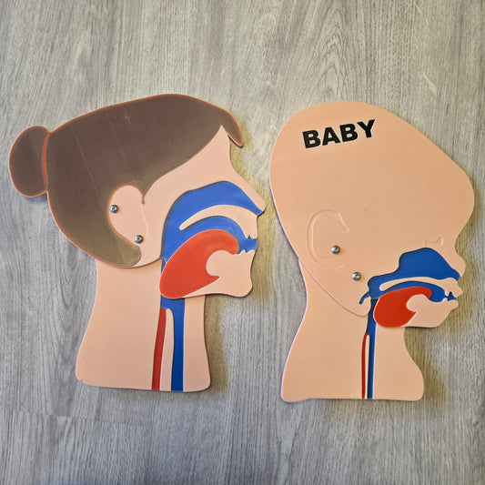 Kopfschnittmodell Erwachsen Weiblich Baby Bundle