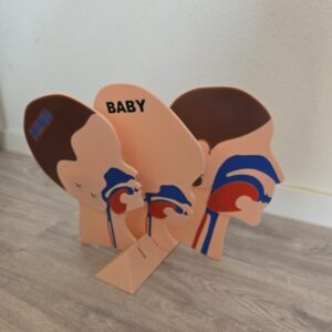 Kopfschnittmodell Erwachsen Kind Baby Bundle – Bild 6