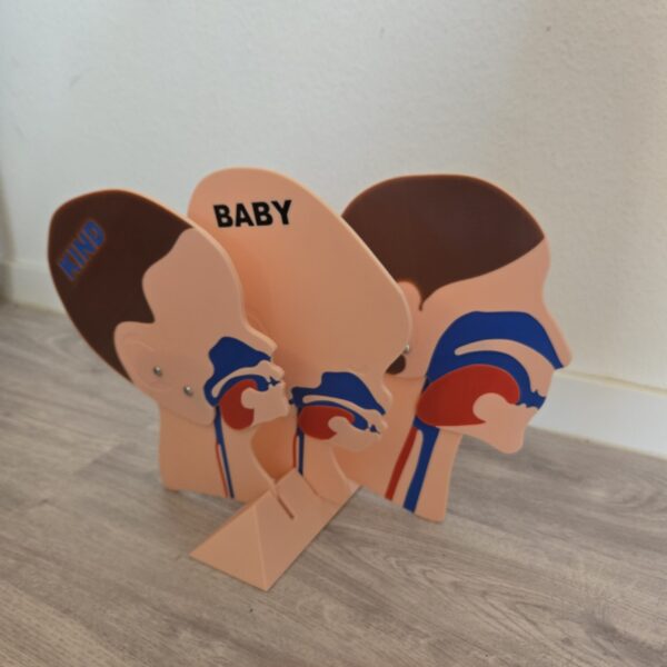 Kopfschnittmodell Erwachsen Kind Baby Bundle – Bild 6