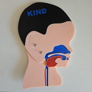 Kopfschnittmodell Kind B-Ware
