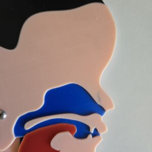 Kopfschnittmodell Kind B-Ware – Bild 2