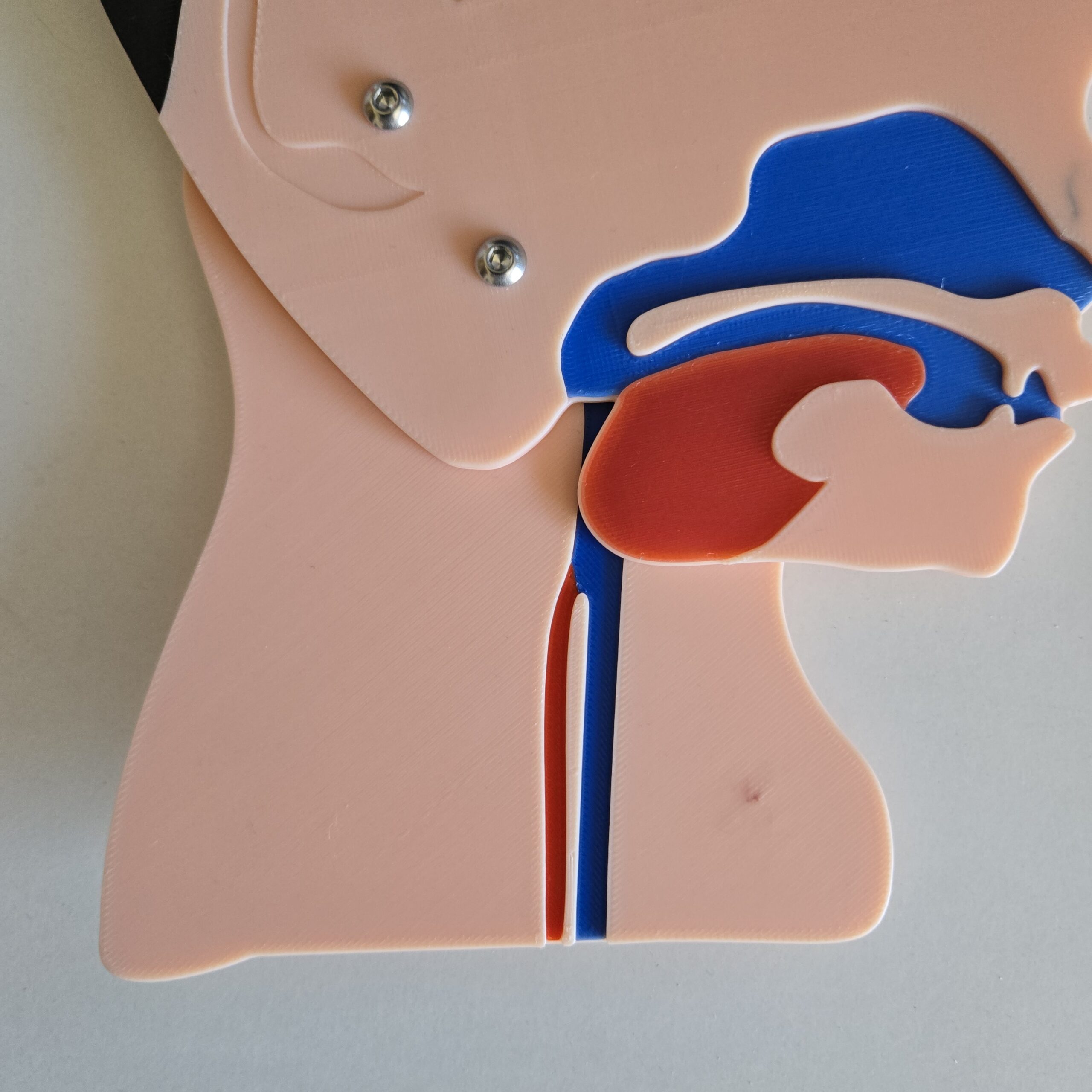 Kopfschnittmodell Kind B-Ware – Bild 3