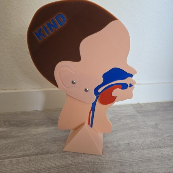 Kopfschnittmodell Erwachsen Kind Bundle – Bild 2