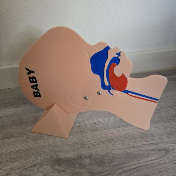 Kopfschnittmodell Kind Baby Bundle – Bild 3