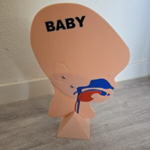 Kopfschnittmodell Baby