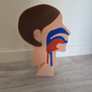 Kopfschnittmodell Erwachsen – Bild 3