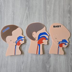 Kopfschnittmodell Erwachsen Kind Baby Bundle