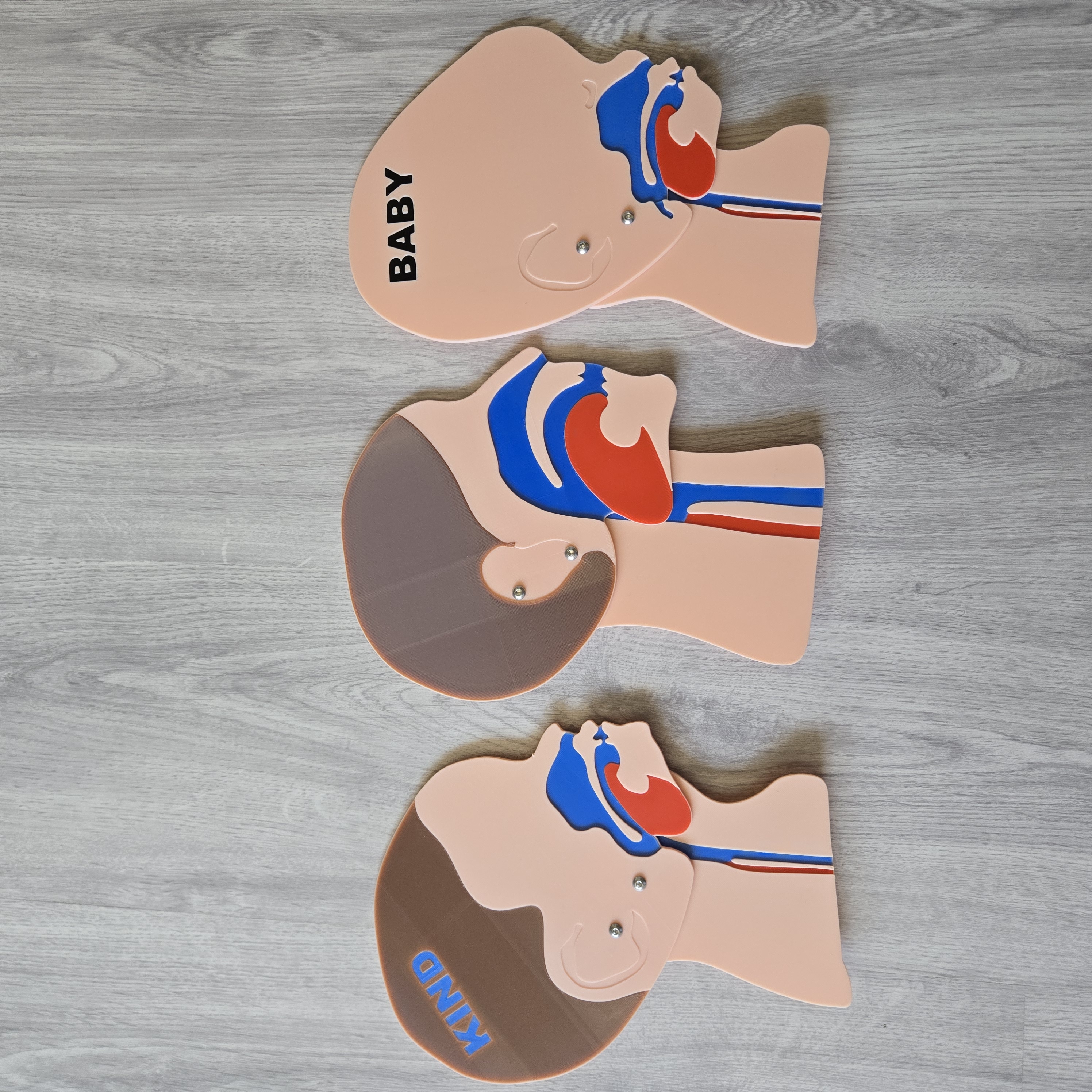 Kopfschnittmodell Erwachsen Kind Baby Bundle