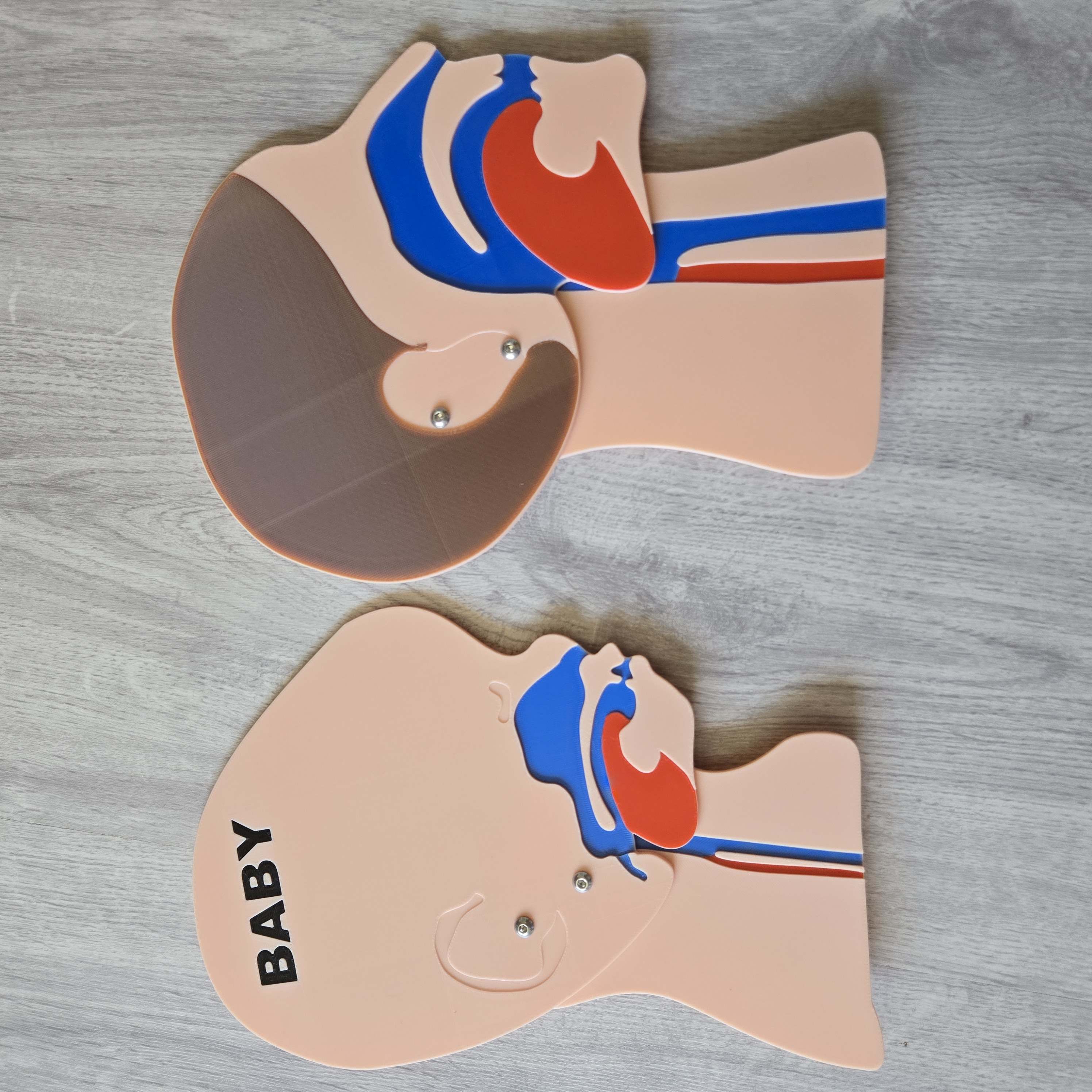 Kopfschnittmodell Erwachsen Baby Bundle