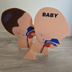 Kopfschnittmodell Kind Baby Bundle – Bild 7