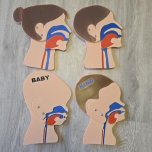 Kopfschnittmodell Family Bundle
