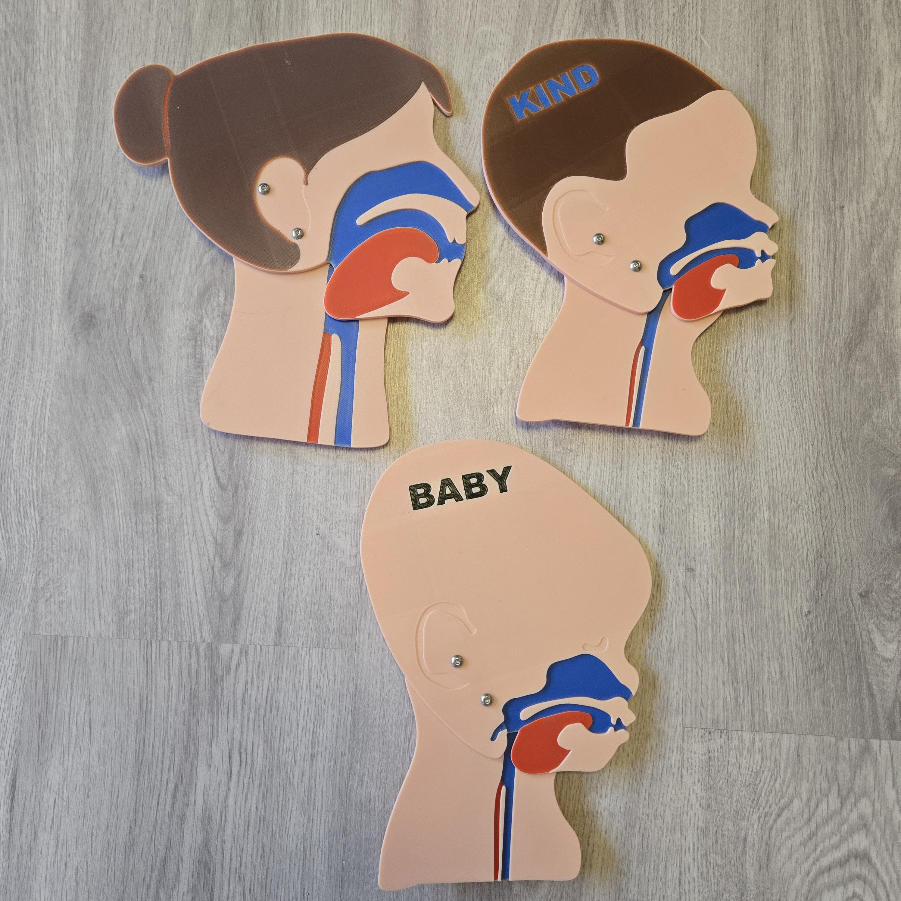 Kopfschnittmodell Erwachsen Weiblich Kind Baby Bundle