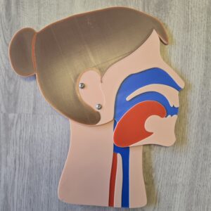 Kopfschnittmodell Erwachsen Bundle – Bild 3