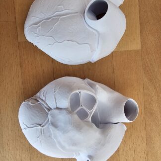 Anatomisches Herz