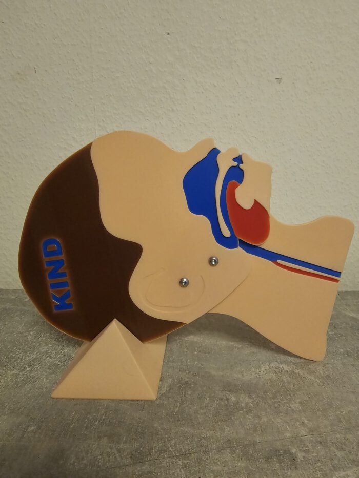 Kopfschnittmodell Kind – Bild 3