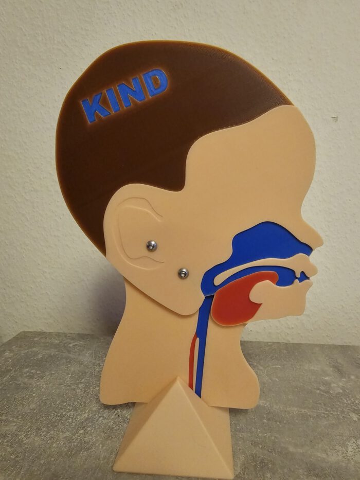 Kopfschnittmodell Kind – Bild 2