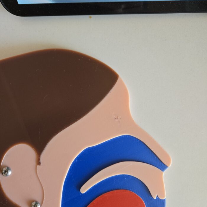 Kopfschnittmodell Erwachsen B-Ware – Bild 3