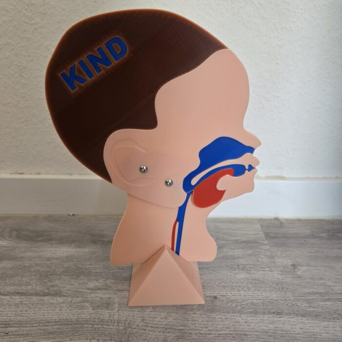 Kopfschnittmodell Family Bundle – Bild 4