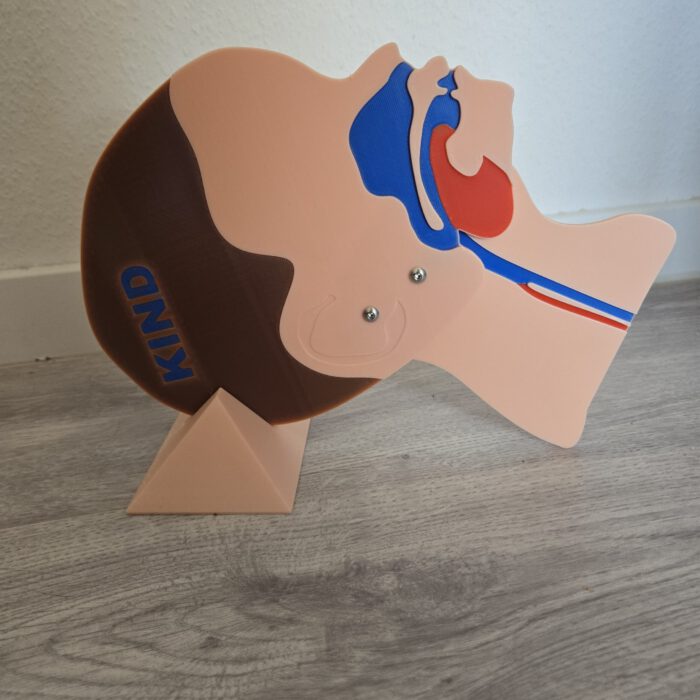 Kopfschnittmodell Kind Baby Bundle – Bild 5