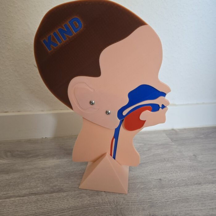 Kopfschnittmodell Kind Baby Bundle – Bild 4