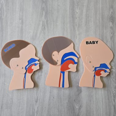 Kopfschnittmodell Erwachsen Kind Baby Bundle