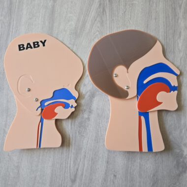 Kopfschnittmodell Erwachsen Baby Bundle