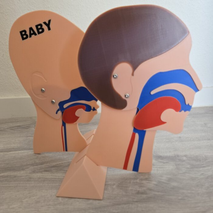 Kopfschnittmodell Erwachsen Baby Bundle – Bild 5