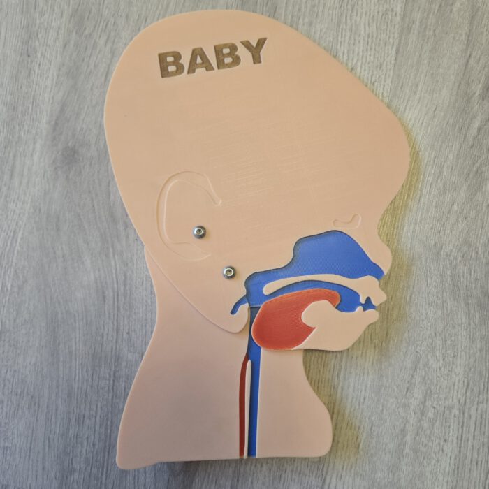 Kopfschnittmodell Baby B-Ware