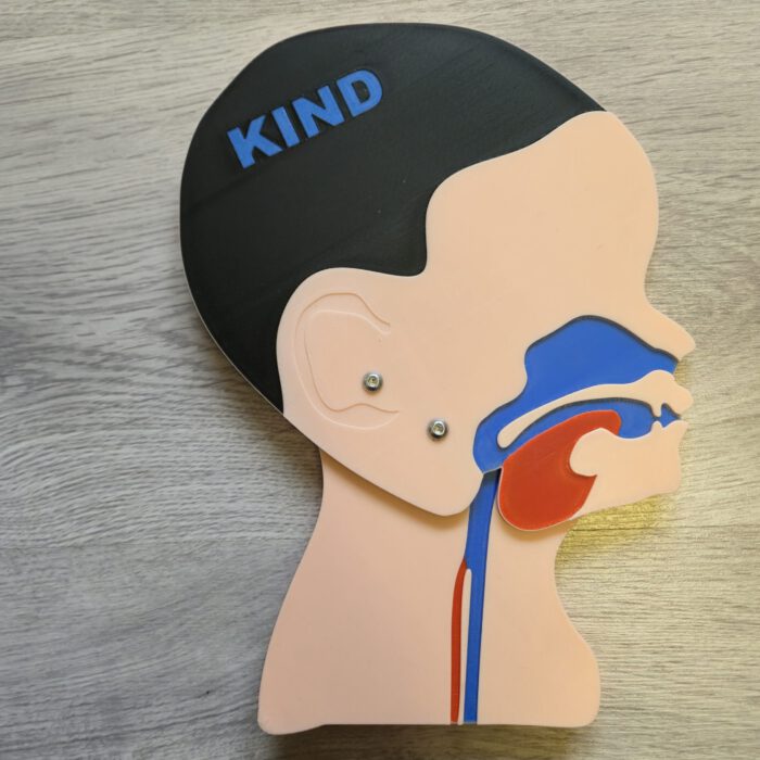 Kopfschnittmodell Kind – Bild 6