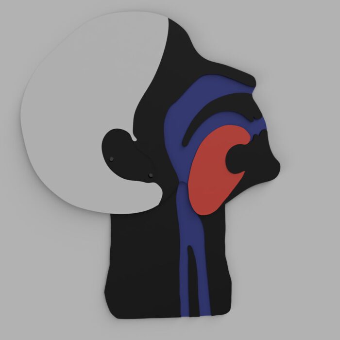 Kopfschnittmodell Erwachsen – Bild 5