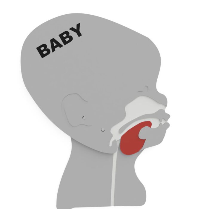 Kopfschnittmodell Baby – Bild 14