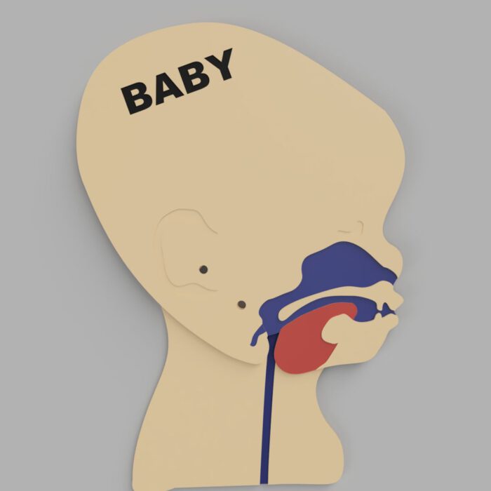 Kopfschnittmodell Baby – Bild 8