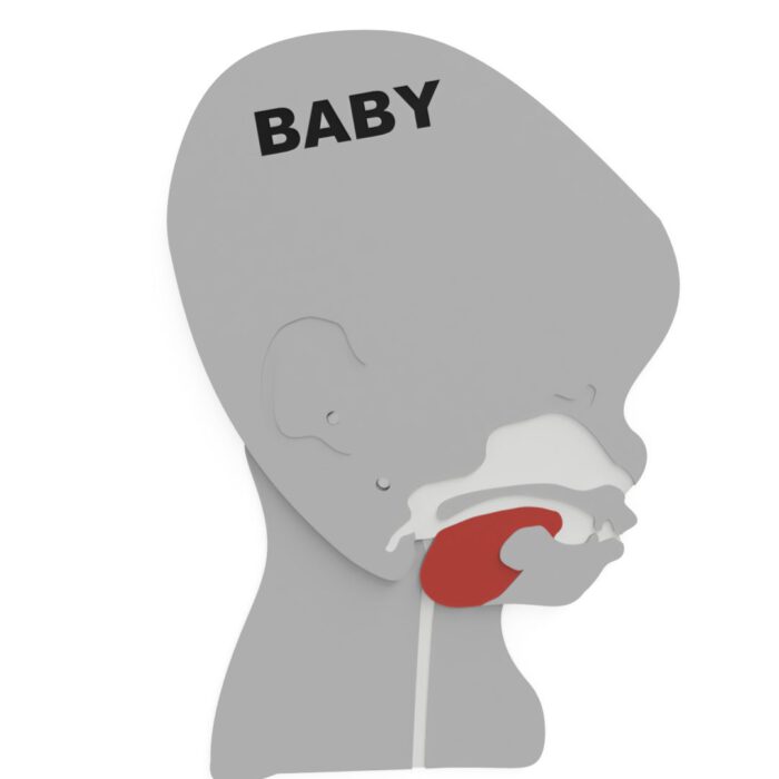 Kopfschnittmodell Baby – Bild 13
