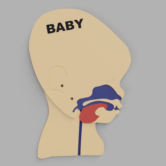 Kopfschnittmodell Baby – Bild 7