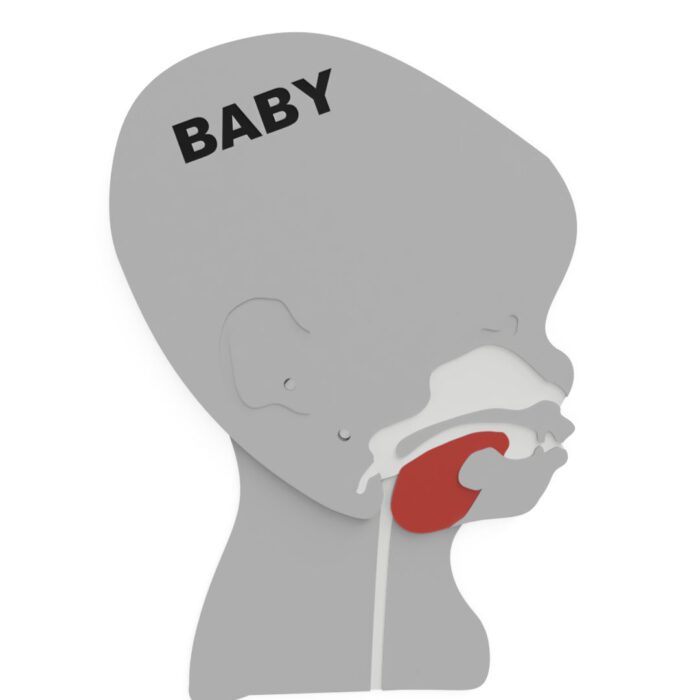 Kopfschnittmodell Baby – Bild 12