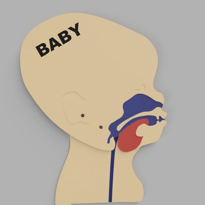 Kopfschnittmodell Baby – Bild 6