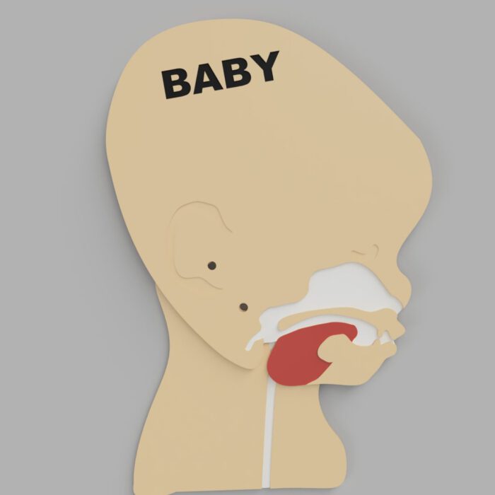 Kopfschnittmodell Baby – Bild 11
