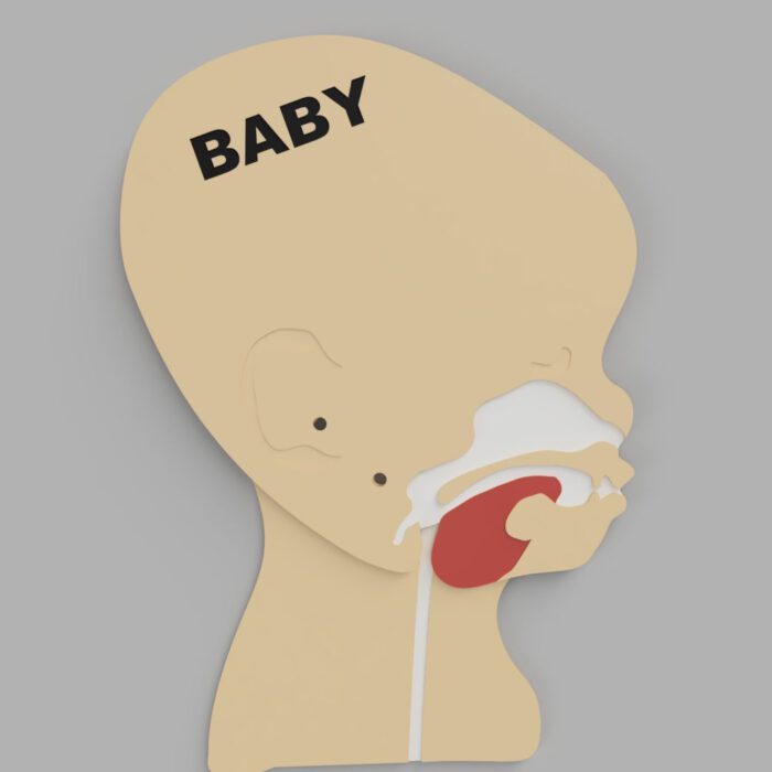 Kopfschnittmodell Baby – Bild 10