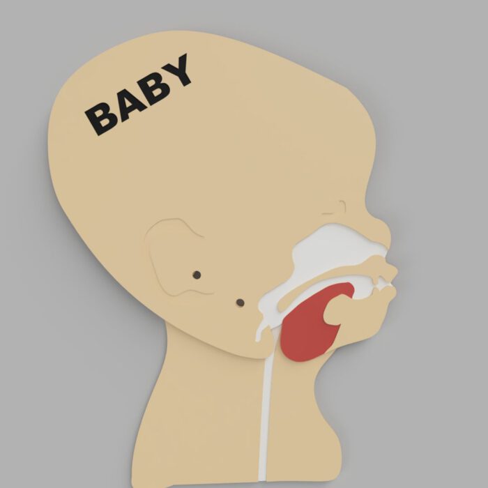 Kopfschnittmodell Baby – Bild 9